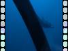 20150720 - Cocos DeepSee Sub-Sub-300m-390 Sub-300m Rays Joined