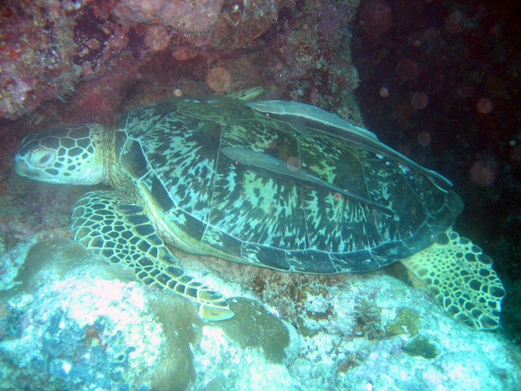 200509 - Malaysia-20050921 Sipadan-Kapalai-Dive4-3 102