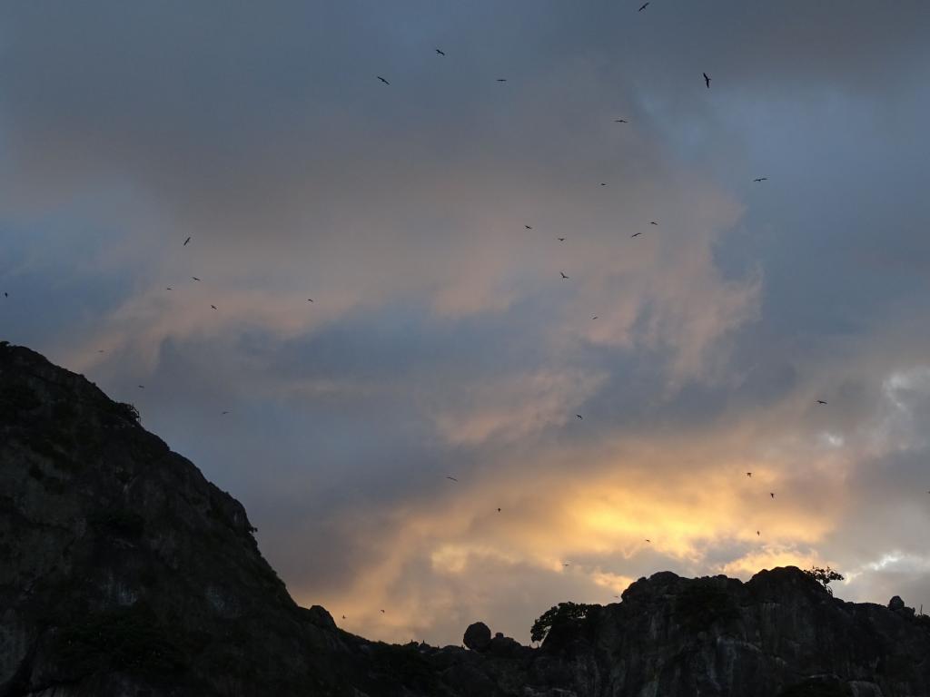 20150717 - Cocos Argos-Cocos-Island-337 Cocos Birds