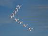 6580 - Airshow Snowbirds