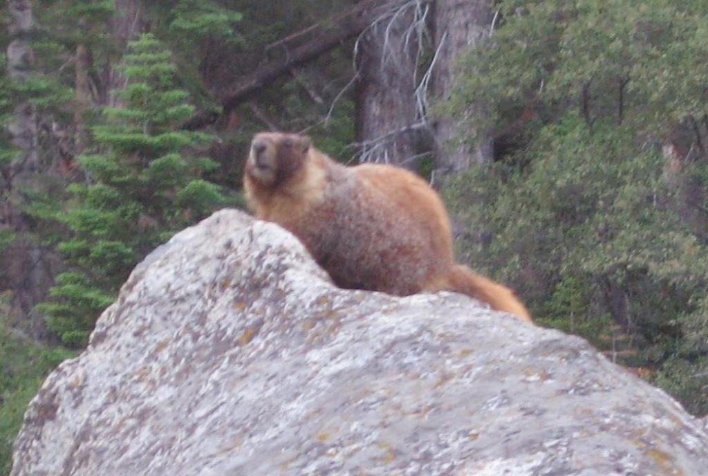 307 - Day2 LonePine HamiltonLake Bearpaw