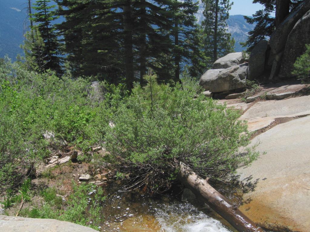 414 - Day3 BearPaw CrescentMeadow