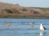 Album: 2006/11/24 - Kayak Moss Landing