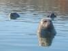 109 - Kayak Moss Landing