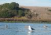 136 - Kayak Moss Landing