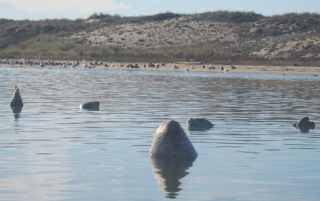 108 - Kayak Moss Landing