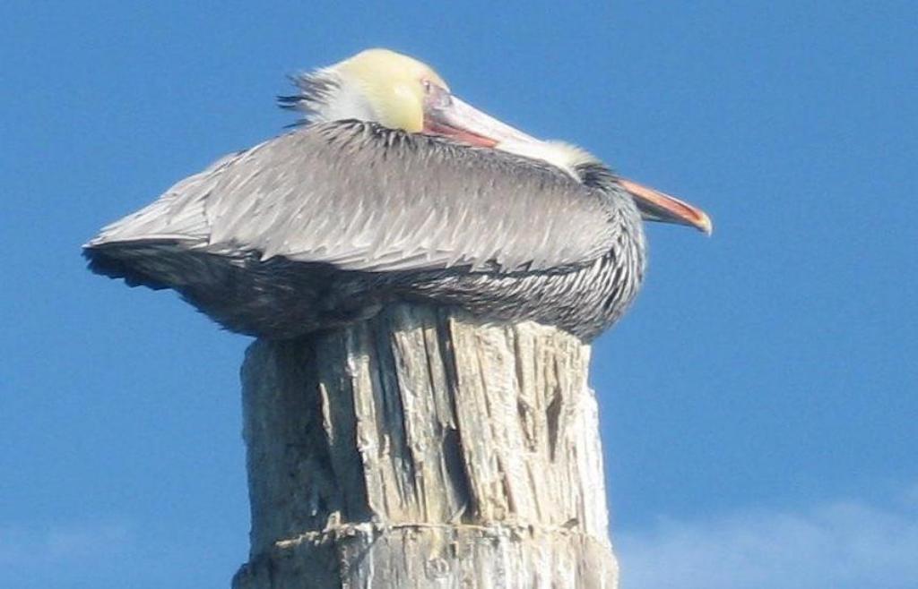 111 - Kayak Moss Landing