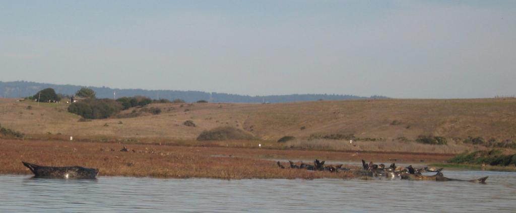 114 - Kayak Moss Landing