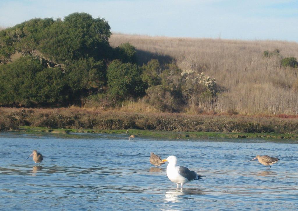 136 - Kayak Moss Landing