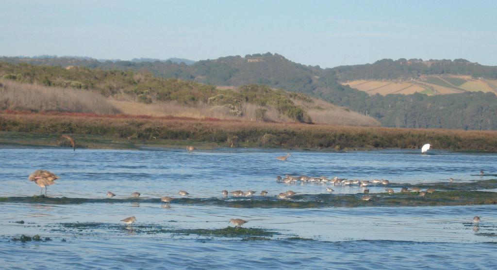 137 - Kayak Moss Landing