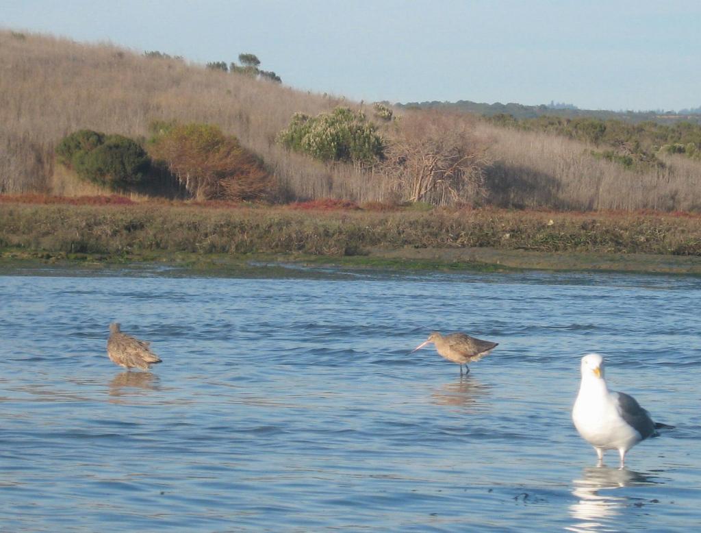 138 - Kayak Moss Landing