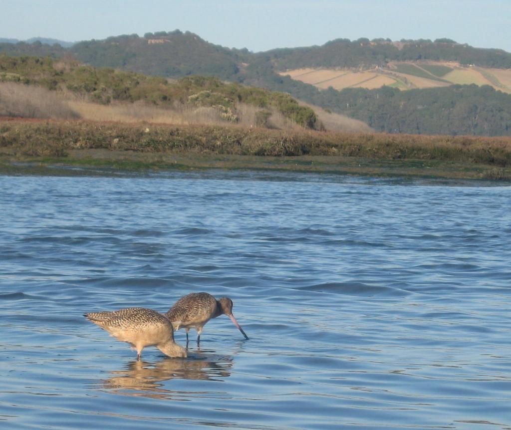 140 - Kayak Moss Landing