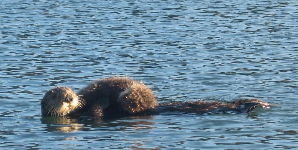 146 - Kayak Moss Landing