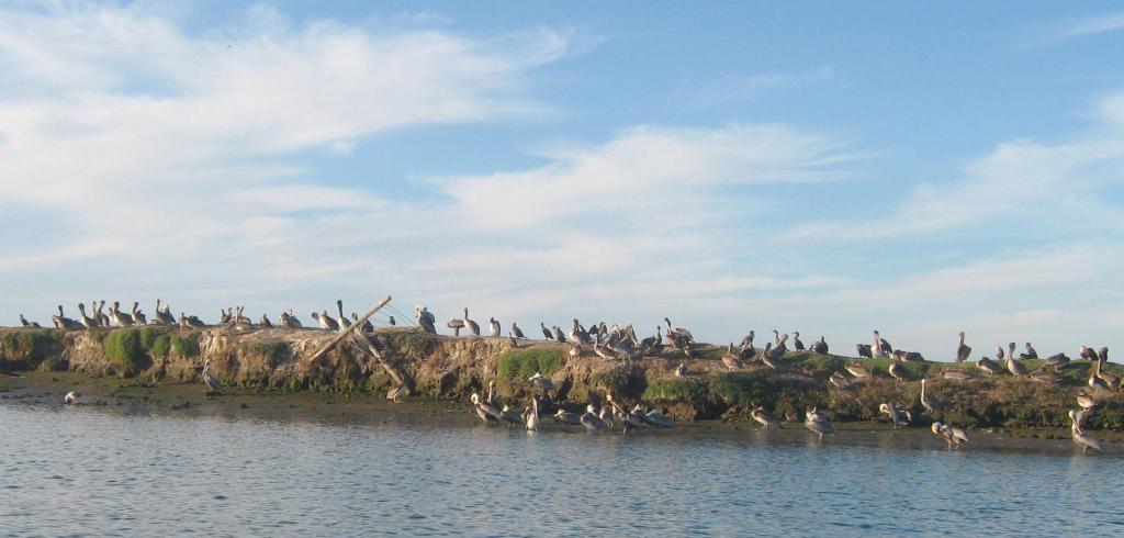 149 - Kayak Moss Landing