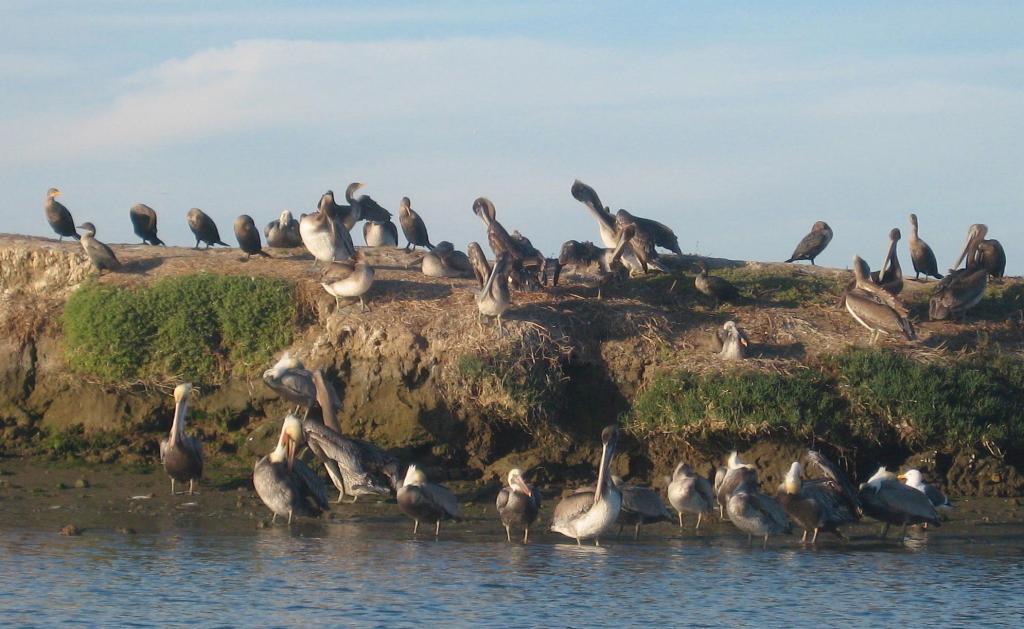 150 - Kayak Moss Landing