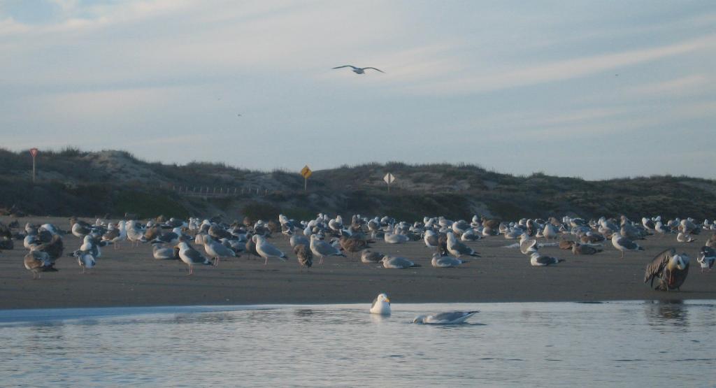 153 - Kayak Moss Landing