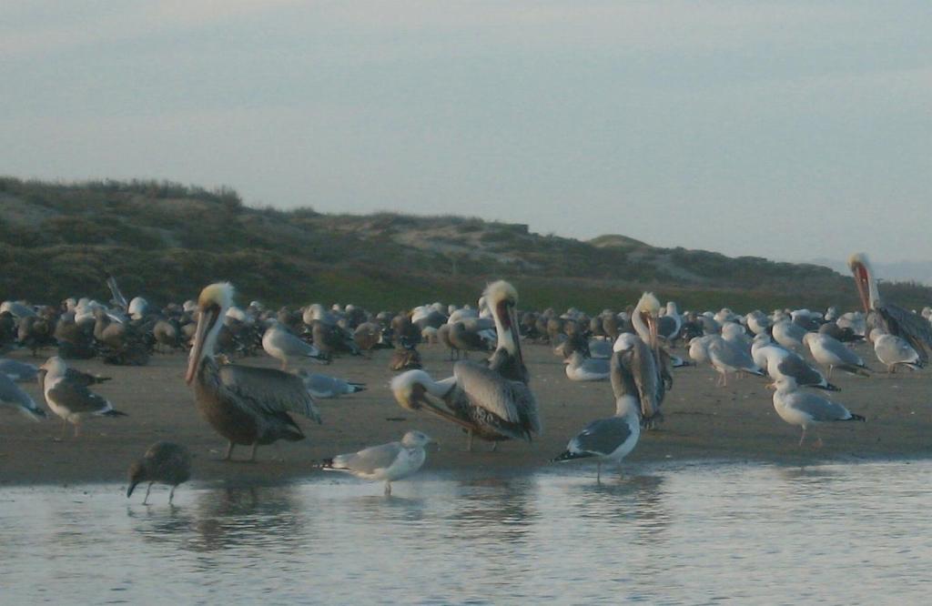 154 - Kayak Moss Landing