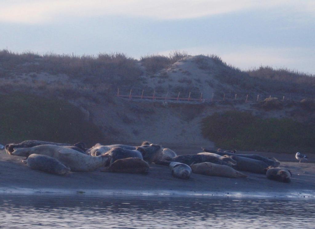 156 - Kayak Moss Landing