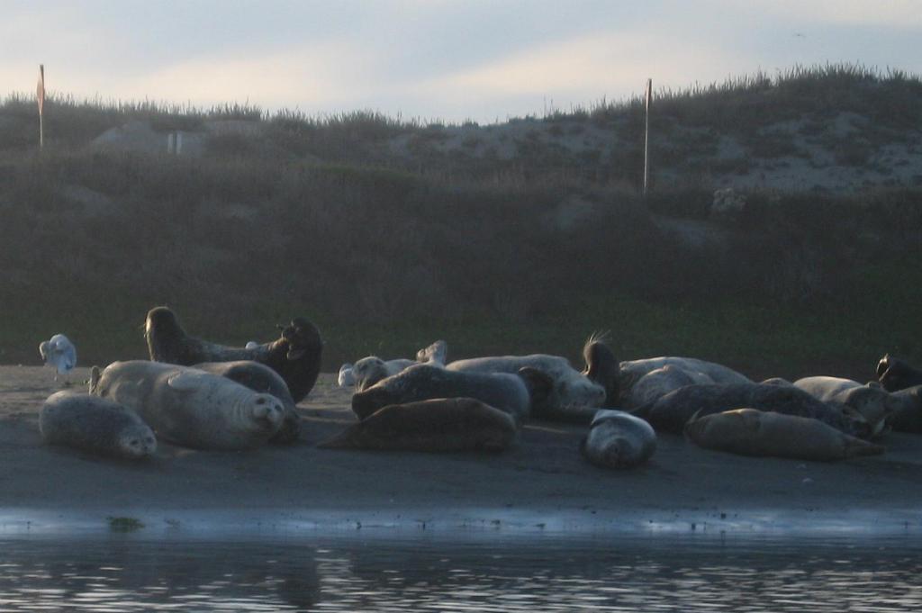 157 - Kayak Moss Landing