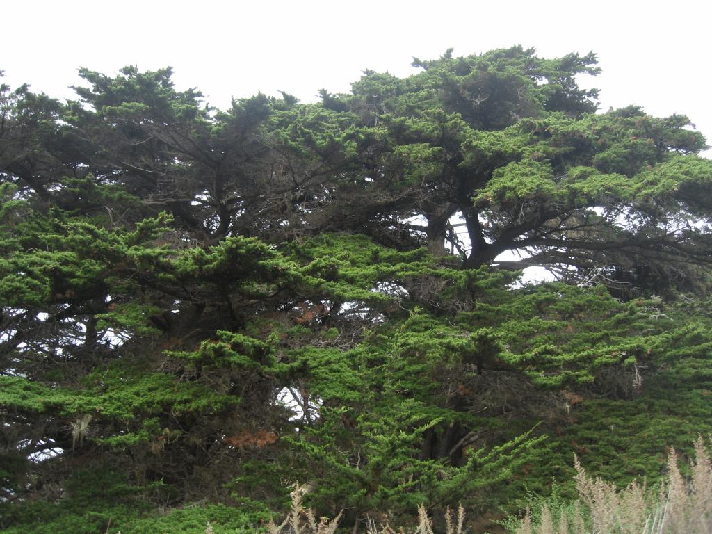 110 - Point Lobos Hiking