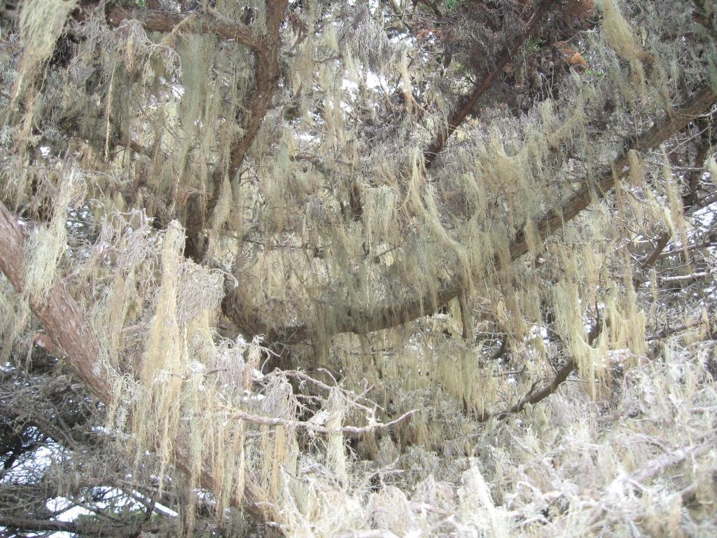 111 - Point Lobos Hiking