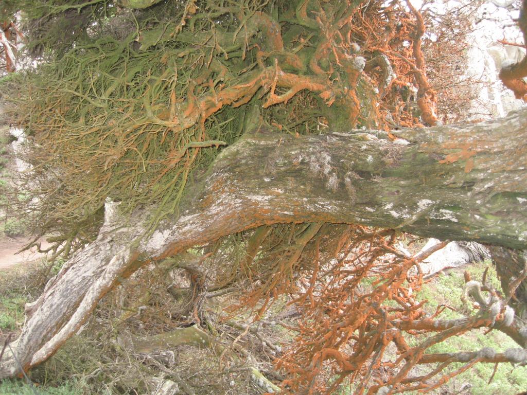 116 - Point Lobos Hiking