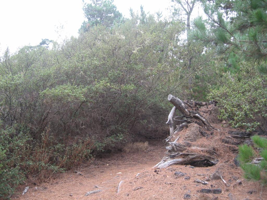 145 - Point Lobos Hiking