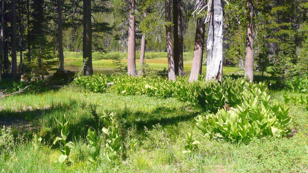 316 - DP Tuolumne Hike Day1