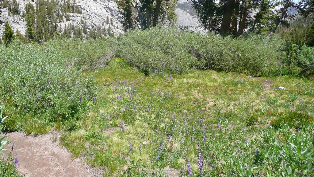 440 - DP Tuolumne Hike Day2