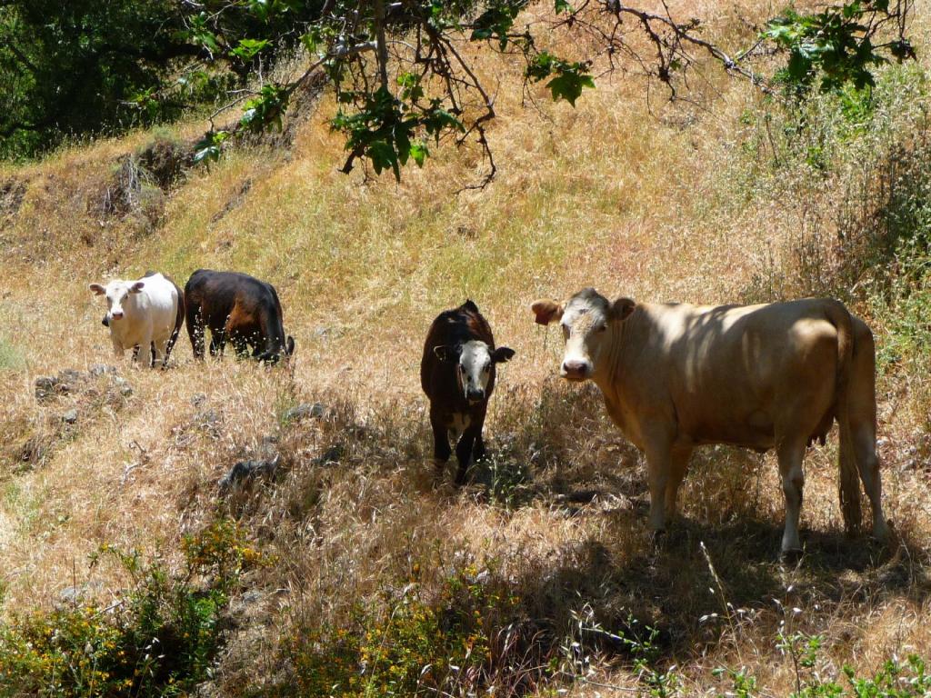 110 - Sunol Ohlone