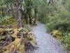 157 - 20150204 Milford Track