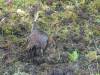 160 - 20150204 Milford Track