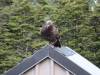 325 - 20150204 Milford Track