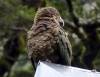 330 - 20150204 Milford Track