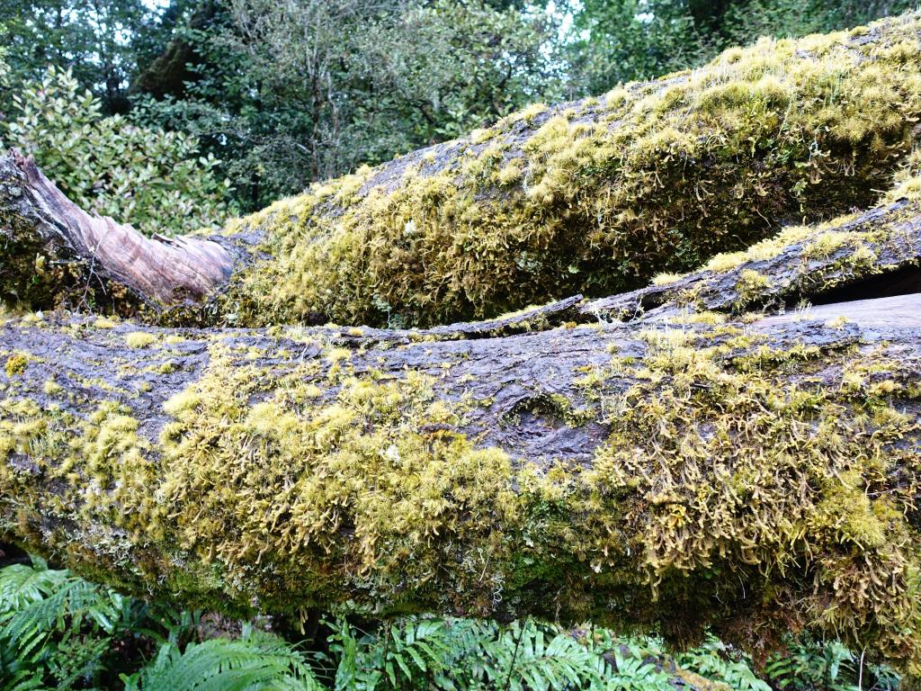 140 - 20150204 Milford Track