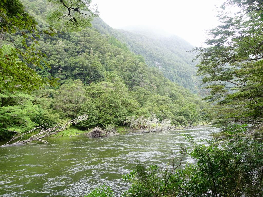 141 - 20150204 Milford Track