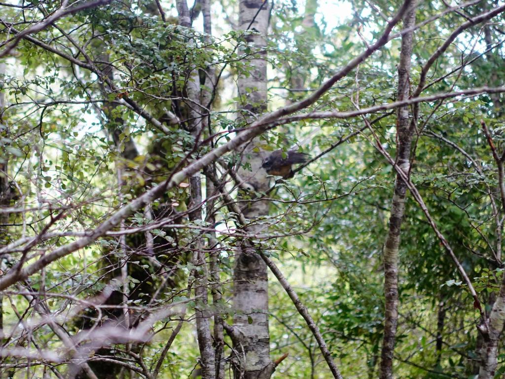 144 - 20150204 Milford Track