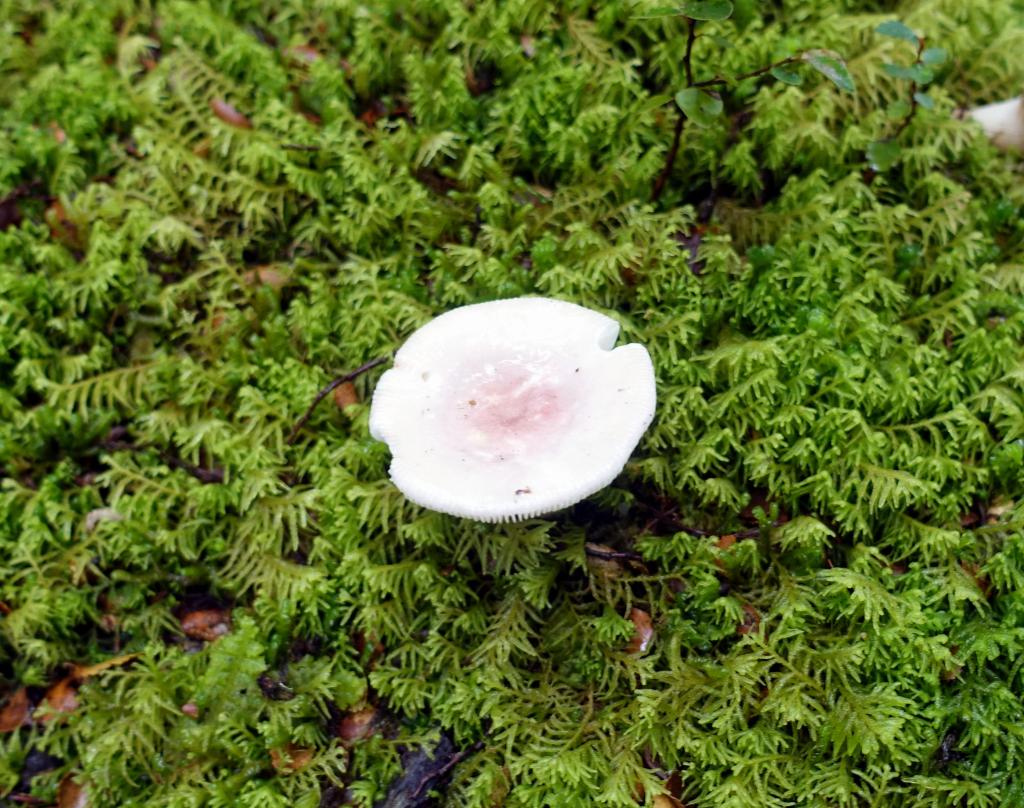 145 - 20150204 Milford Track