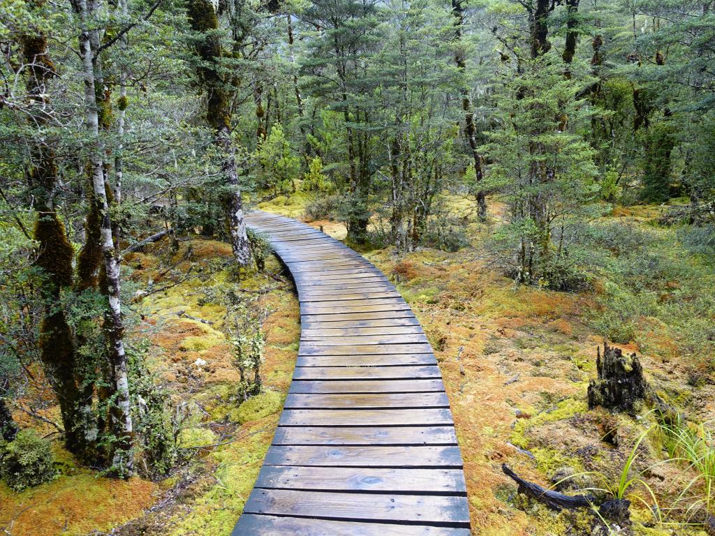 146 - 20150204 Milford Track