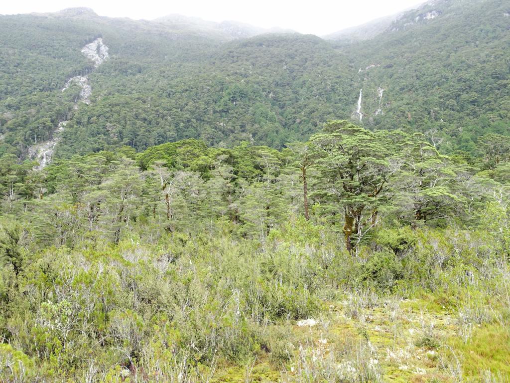 152 - 20150204 Milford Track