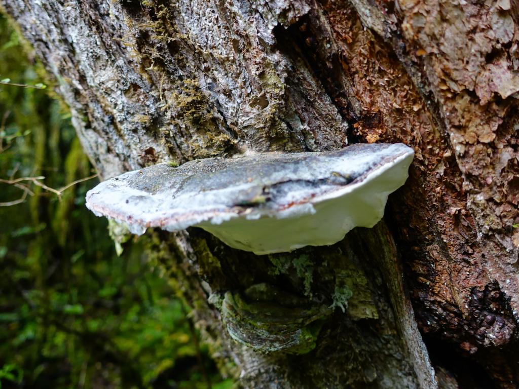 153 - 20150204 Milford Track