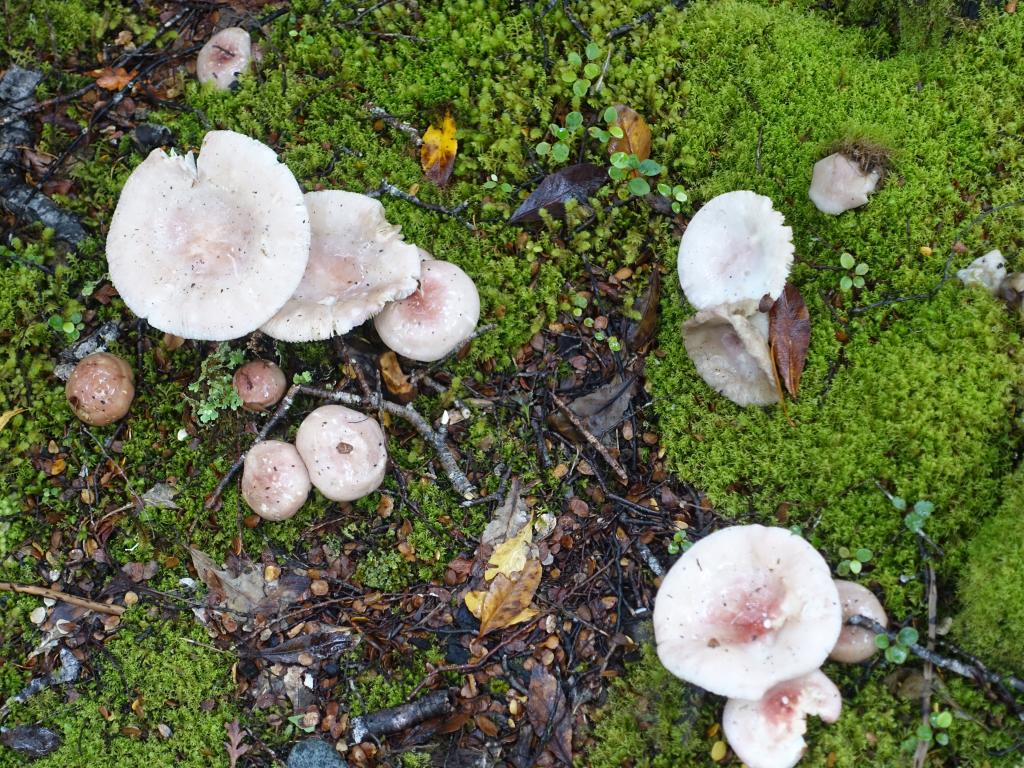 156 - 20150204 Milford Track