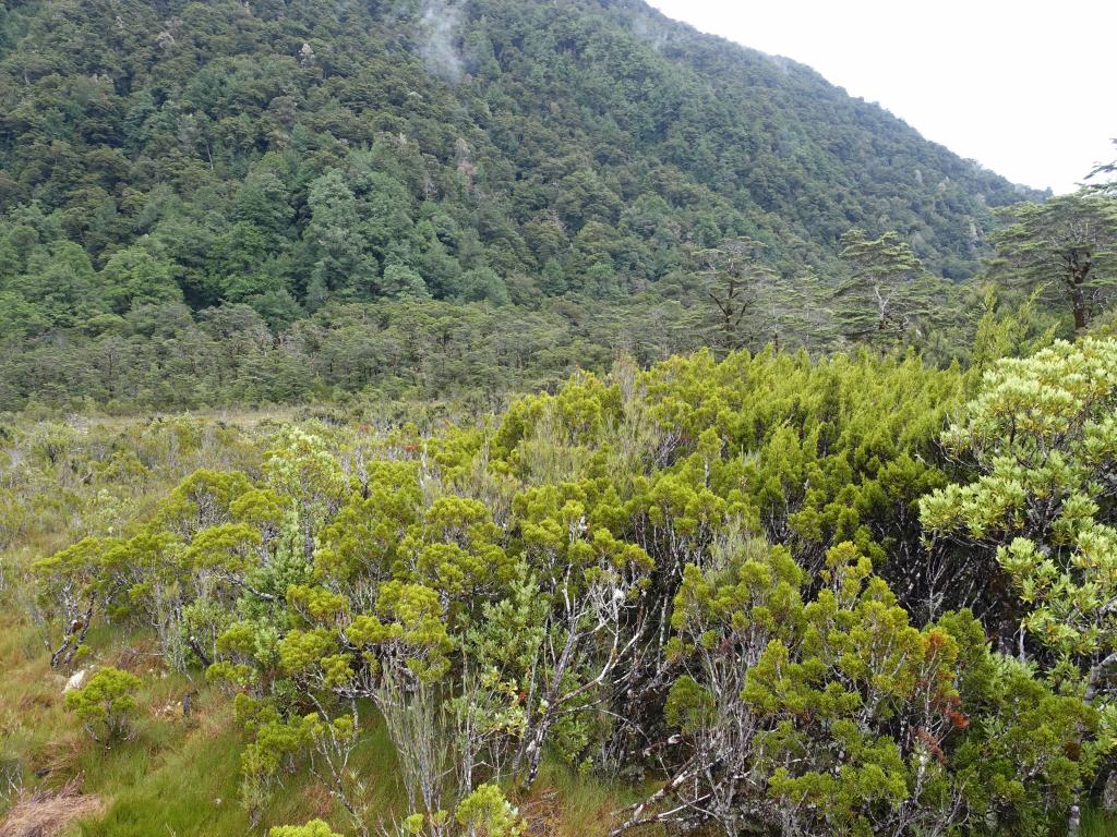 165 - 20150204 Milford Track