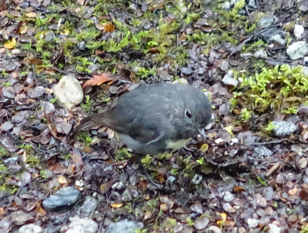 171 - 20150204 Milford Track