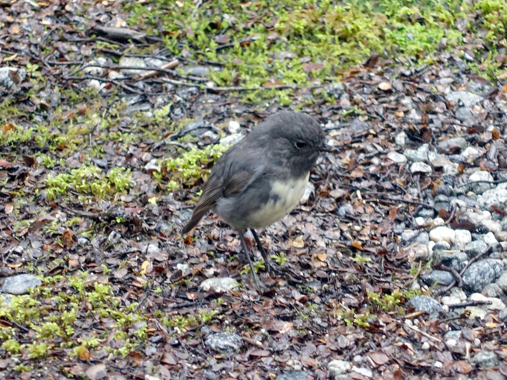 172 - 20150204 Milford Track