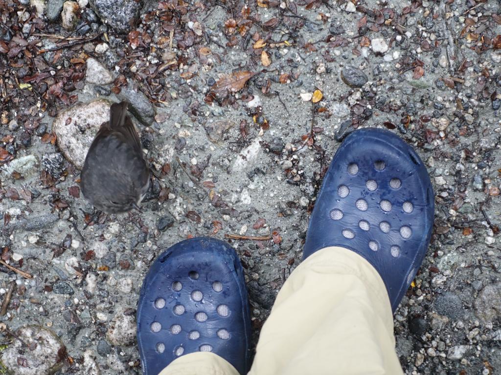 173 - 20150204 Milford Track