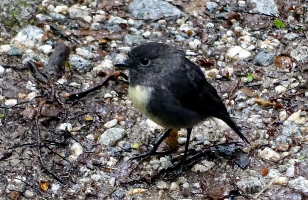 211 - 20150204 Milford Track