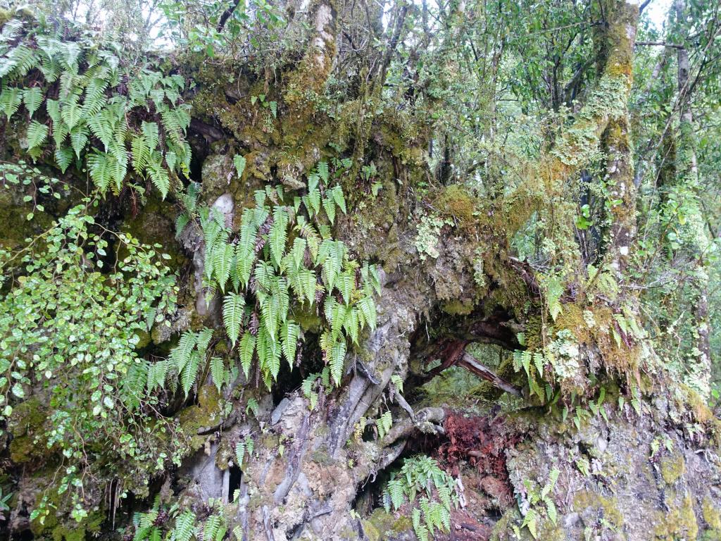 213 - 20150204 Milford Track