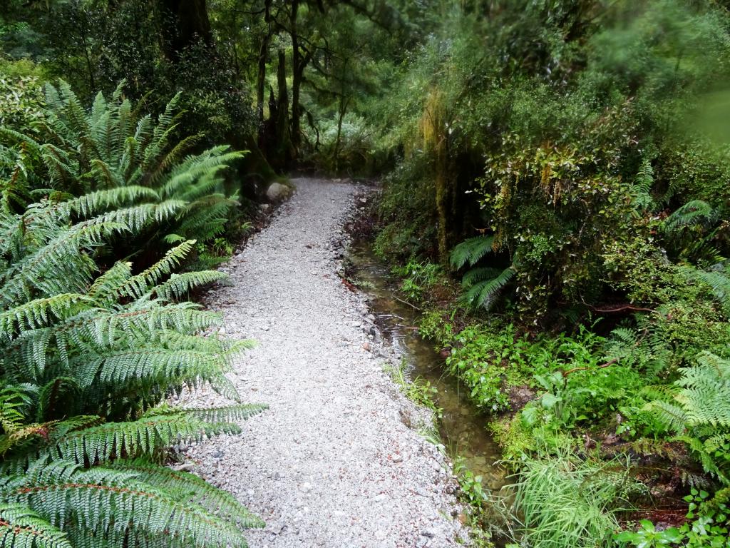 215 - 20150204 Milford Track