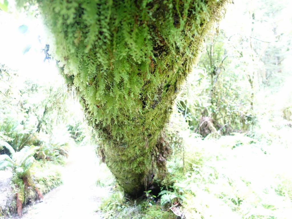 223 - 20150204 Milford Track